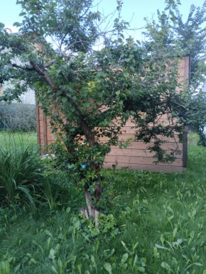 Коллективный сад номер 7, участок 58 в Асбесте - asbest.yutvil.ru - фото 28