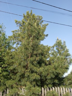 ул. Полынная,29 в Асбесте - asbest.yutvil.ru - фото 18